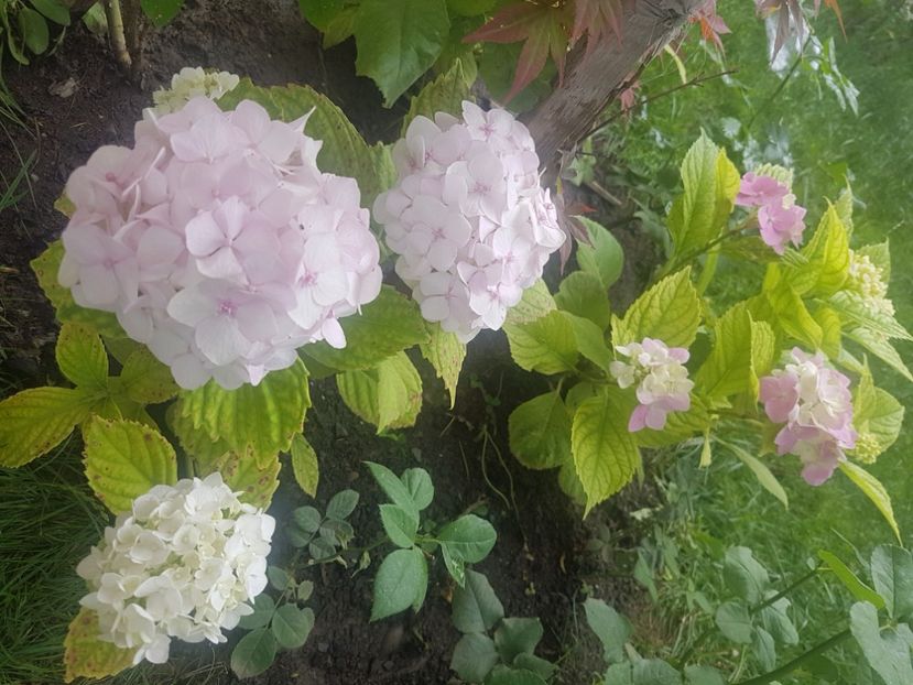  - Arbori -arbusti ornamentali de exterior si liane