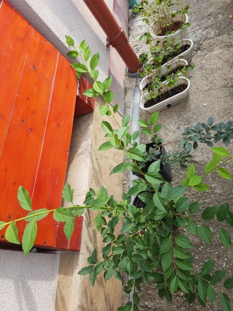 Forsithia intermedia la ghiveci - Arbori -arbusti ornamentali de exterior si liane