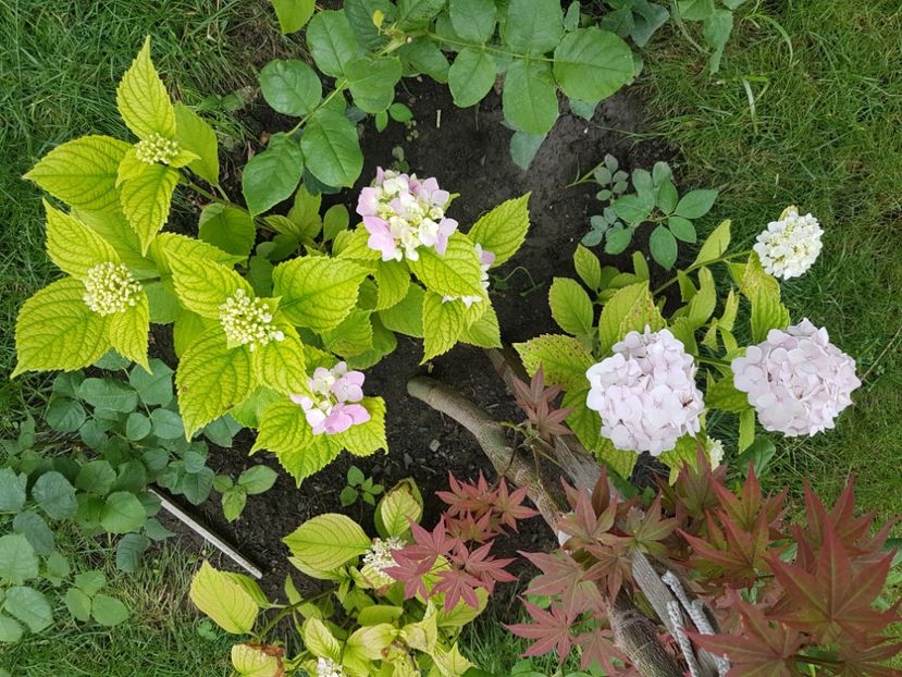  - Arbori -arbusti ornamentali de exterior si liane