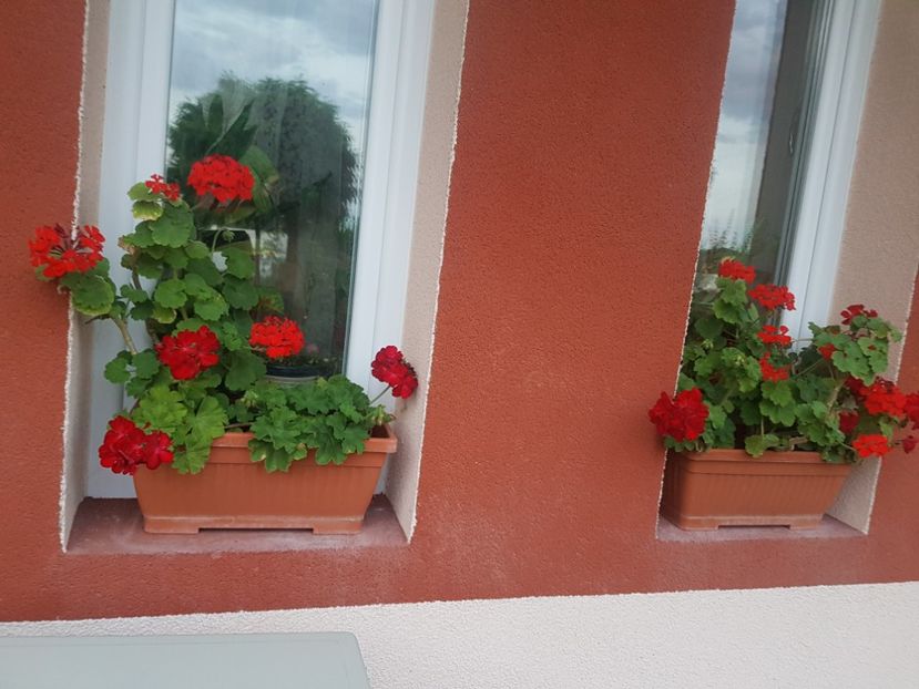 2018 - Plante de interior