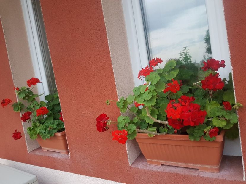  - Plante de interior