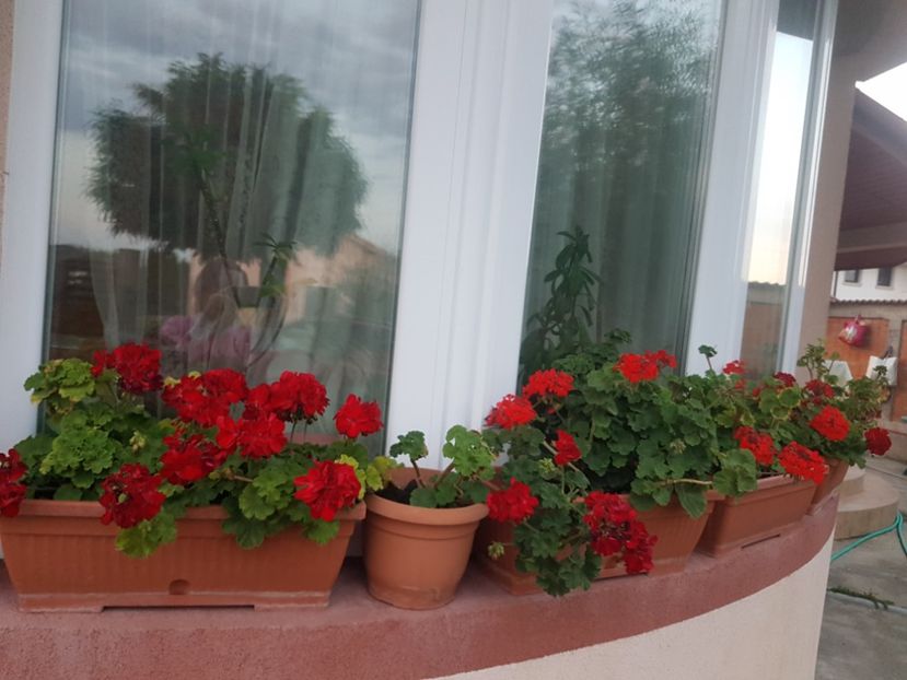  - Plante de interior