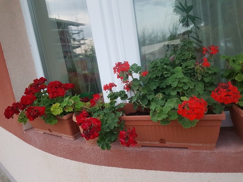  - Plante de interior