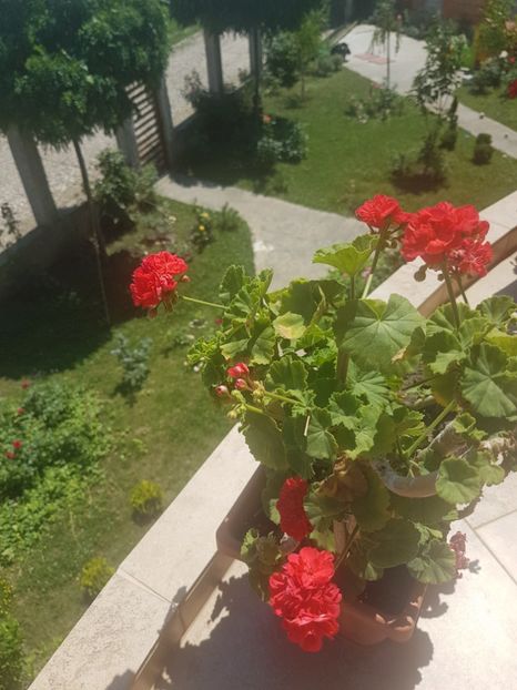  - Plante de interior