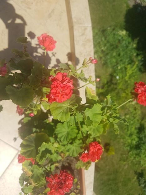  - Plante de interior