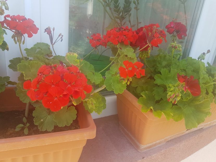  - Plante de interior