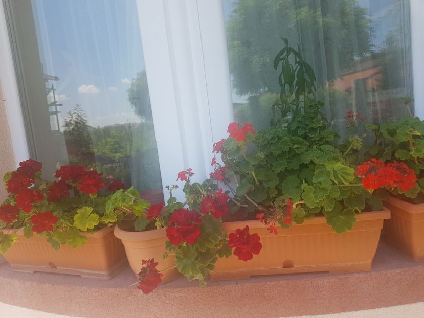  - Plante de interior