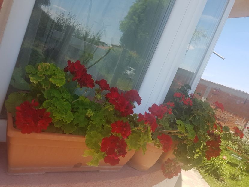  - Plante de interior