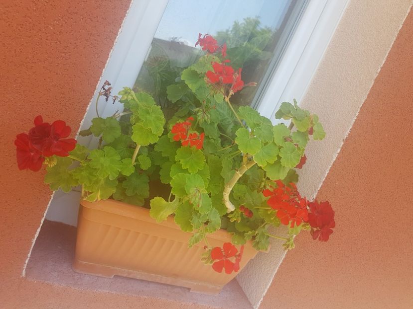  - Plante de interior