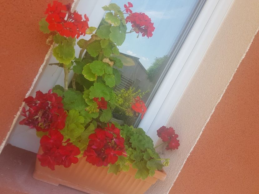  - Plante de interior