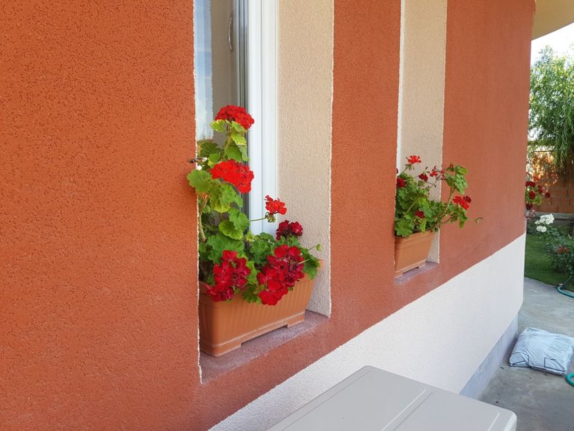  - Plante de interior