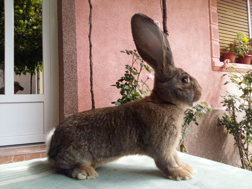 M RO 7  181  5 luni - CONTACT