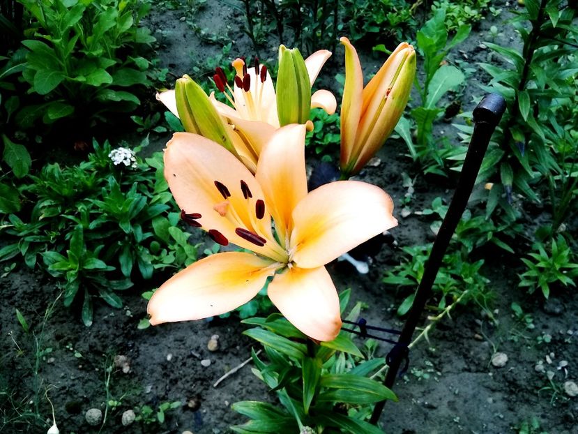  - Crini de gradina 2015- prezent