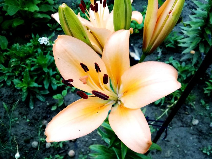  - Crini de gradina 2015- prezent