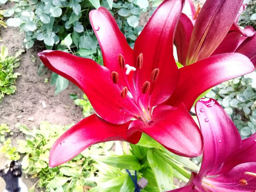  - Crini de gradina 2015- prezent