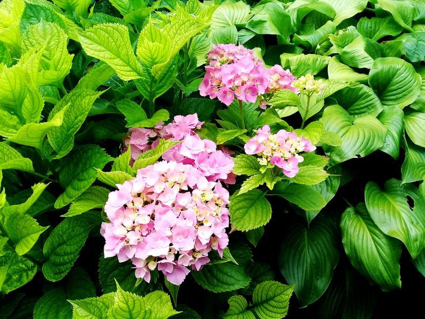  - Alte flori