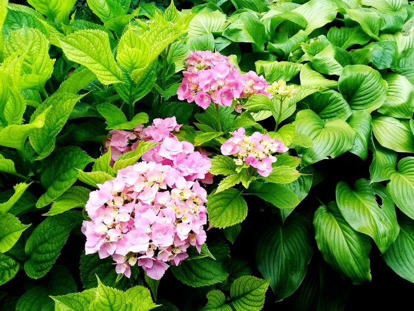  - Alte flori