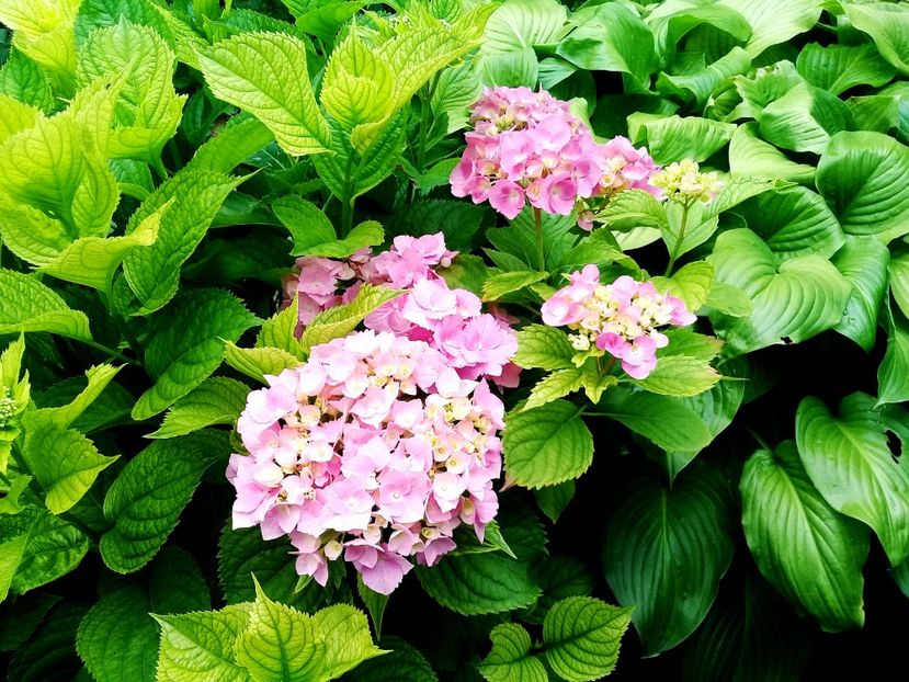  - Alte flori