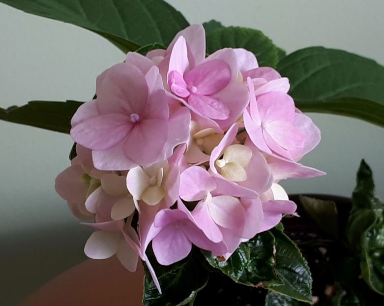 Flori Hortensia roz - 1- 1-DISPONIBILE - plante de vanzare 2018