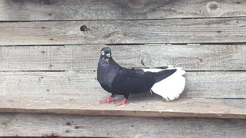  - 6-Negru Codalb Romanesc