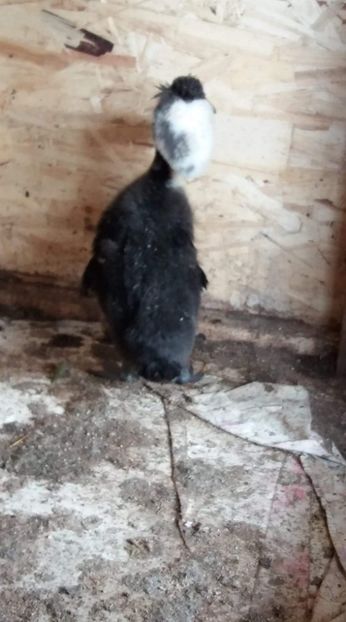  - Rațe pekin și rațe cu MOȚ 2018