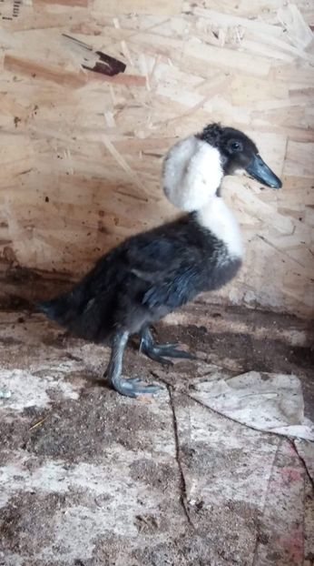  - Rațe pekin și rațe cu MOȚ 2018