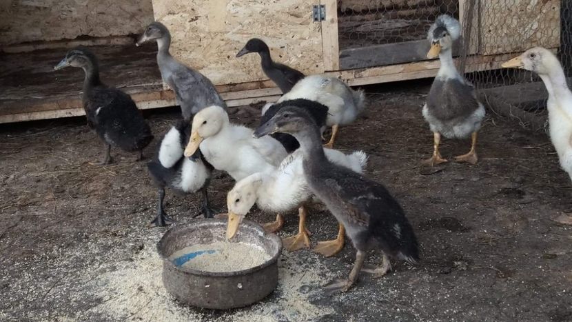  - Rațe pekin și rațe cu MOȚ 2018
