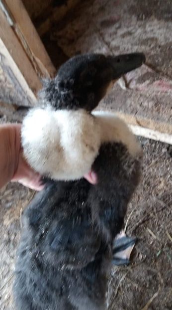 Ceva superb - Rațe pekin și rațe cu MOȚ 2018