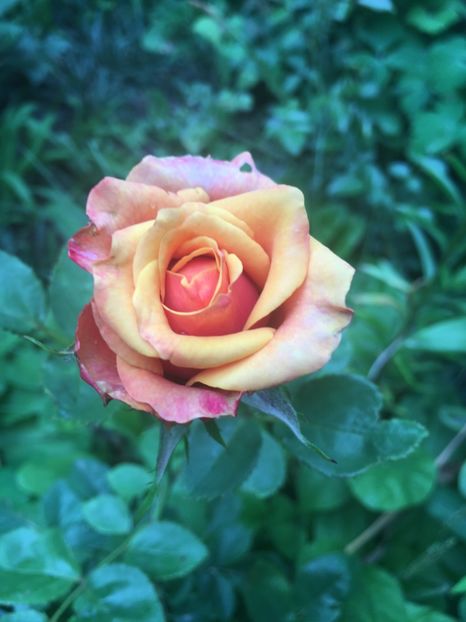 Cherry brandy - Trandafiri 2018 ll