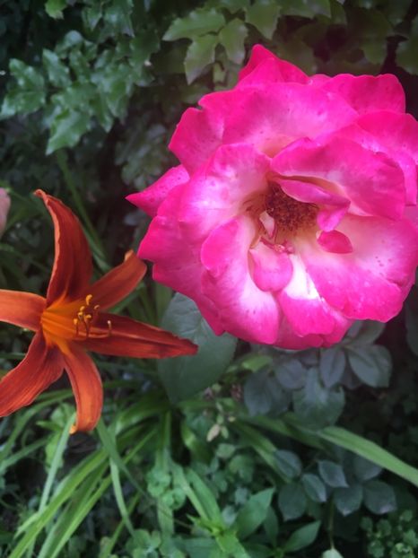 Isabel d’ortiz - Trandafiri 2018 ll