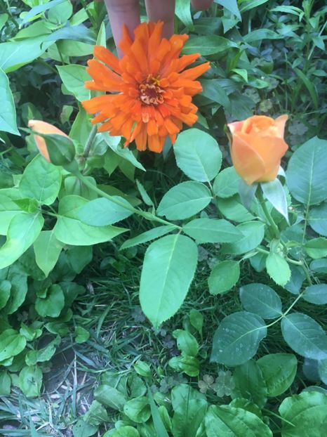 Remy martin - Trandafiri 2018 ll