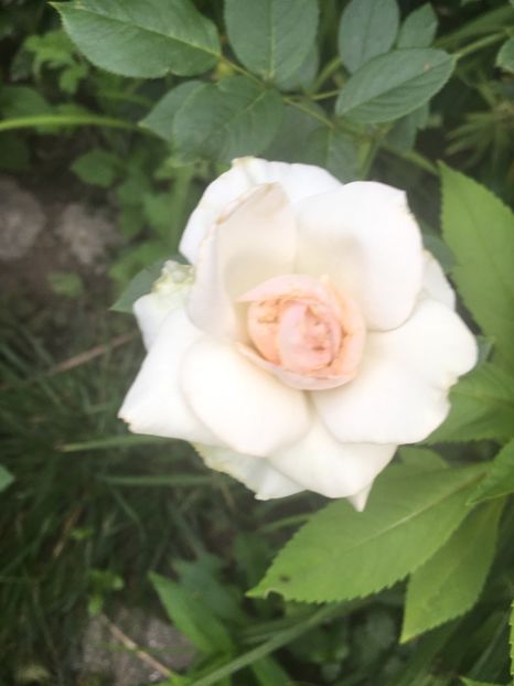 urcator alb - Trandafiri 2018 ll