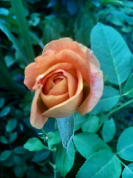 Monika ?!!! - Trandafiri 2018 ll