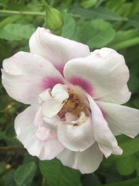 Eyes for you - Trandafiri 2018 ll