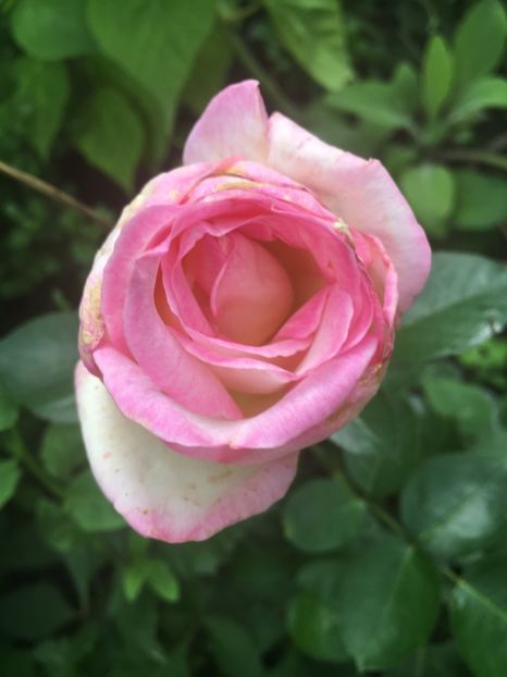 elle - Trandafiri 2018 ll