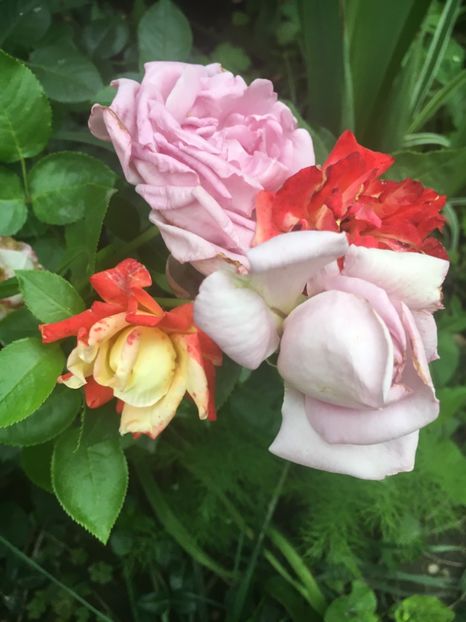 ? Și ? - Trandafiri 2018 ll