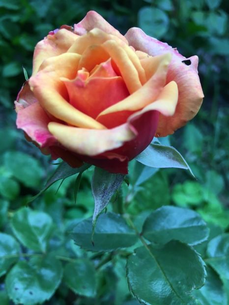 Cherry brandy - Trandafiri 2018 ll