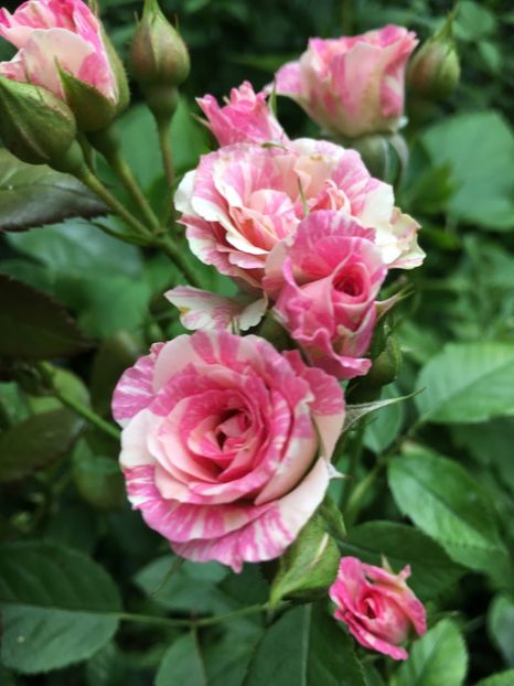 8D71E2AF-84C6-48DD-A0EB-6F35EC905D75 - Trandafiri mini