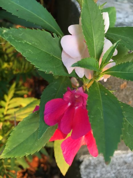 5C169EAF-FD3B-4B04-8E5E-075CEF1B099A - Flori la balta 2018