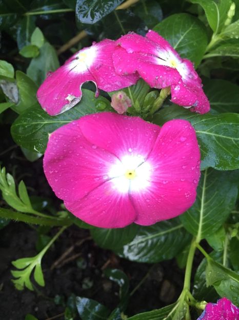 9F380678-95E2-486C-8F4A-557D13D30212 - Flori de vara 2018