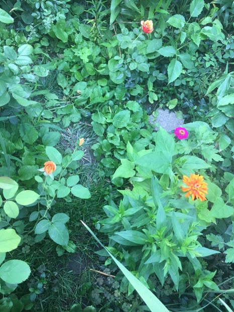 3EE6E415-5E13-4787-8224-A61D2113E1AF - Flori de vara 2018