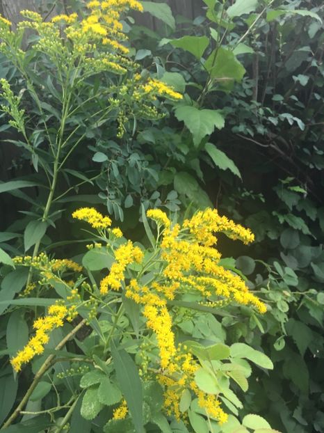 0FAD4648-34A4-4249-BFCF-205D1B9D2936 - Flori de vara 2018