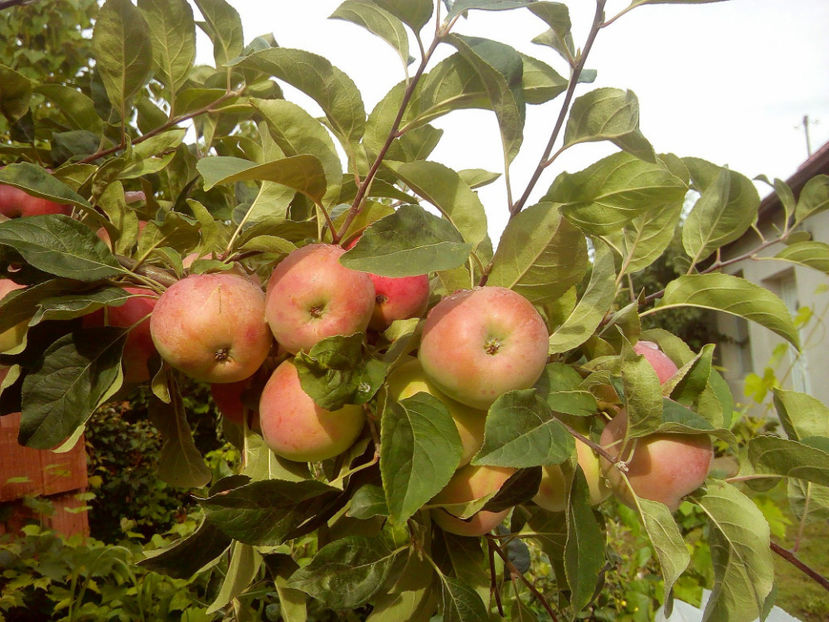 Mar Devreme 2018 2 - Mar Devreme