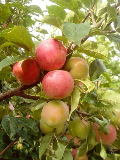 Mar Devreme 2018 1 - Mar Devreme