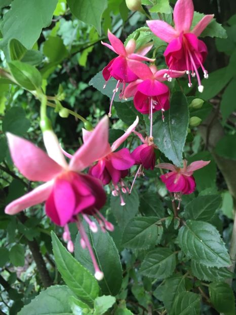 paula jane - Fucsii 2018