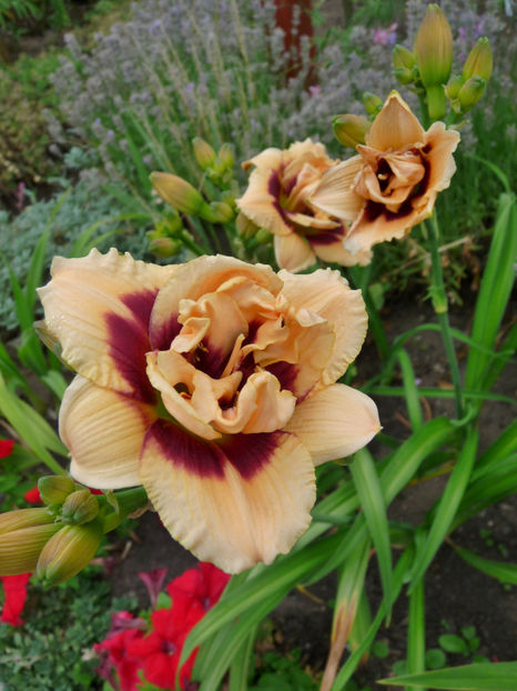  - Hemerocallis