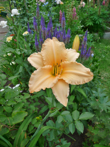  - Hemerocallis