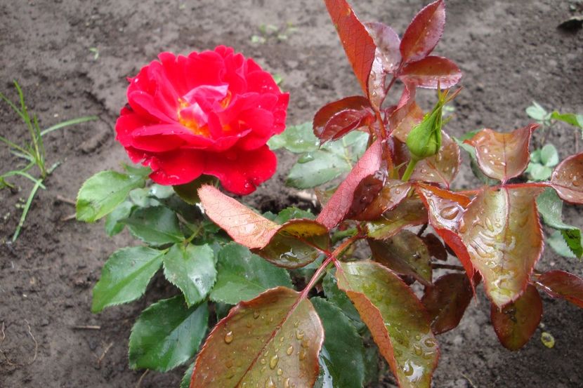  - Red Lady Sparkling