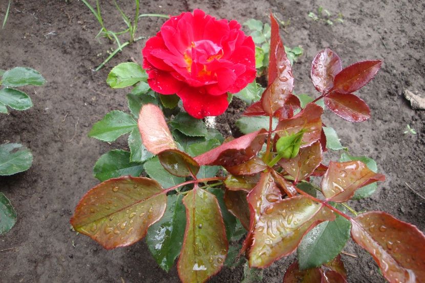  - Red Lady Sparkling