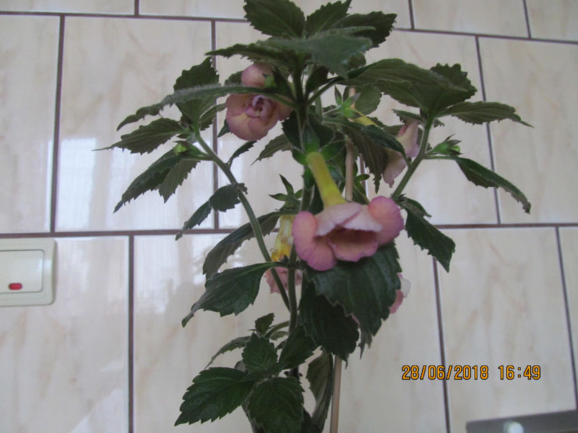  - Yellow English Rose